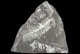 Wide Fossil Seed Fern Plate - Pennsylvania #79691-1